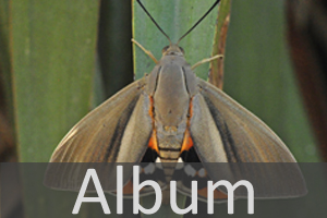 Album Giant Butterfly Moths.jpg